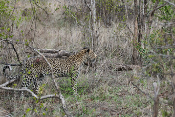 leopard, Panthera pardus, wounded after fight
