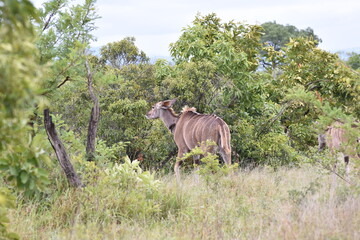 Kudu dear in the wild