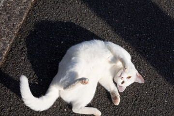 野良猫