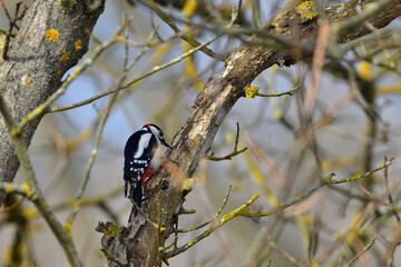 Great woodpecker is looking for food in an old tree during winter