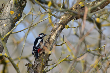 Great woodpecker sits on a branch and peck in its bark, looking for food in the winter