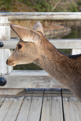 奈良の鹿