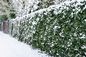Chain-link fence curled with green English ivy (Hedera helix, European ivy). Ivy under snow....