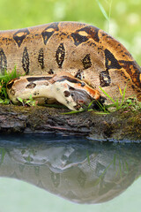 The boa constrictor (Boa constrictor), also called the red-tailed or the common boa, with prey caught on an old branch. Big boa with a caught rat by the water.