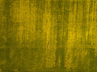 Rapeseed field aerial drone in Hessen Germany with clouds and blue sky on a summer day