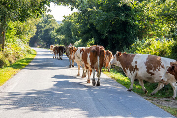 Vaches quittant la pâture de retour à la ferme