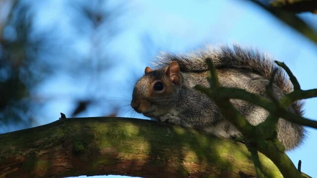 The eastern gray squirrel, also known as simply the grey squirrel, is a tree squirrel in the genus Sciurus. It is native to eastern North America.