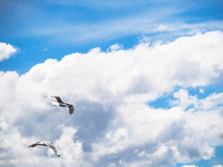 seagull in sky