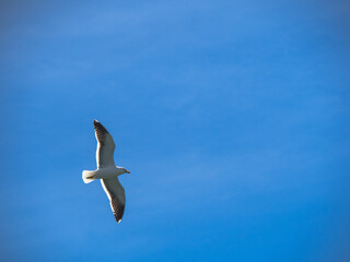 seagull in the sky