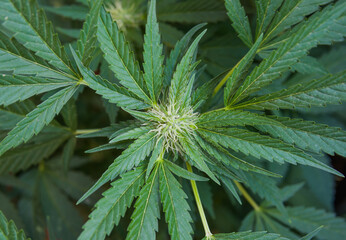 Top view of the buds of a completely green medical homemade cannabis feminised plant