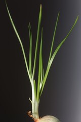 feuille di oignon produire naturellement isole 