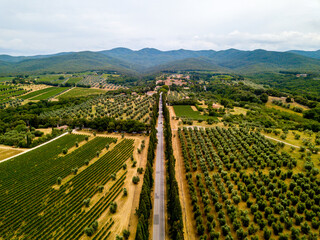 Aerial Drone view Bolgheri dall'alto, Viale dei Cipressi, cypress road and olive trees in Livorno Tuscany, Italy