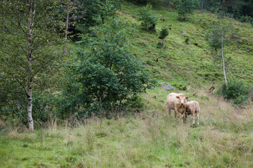 Norwegen - Rinder / Norway - Cattles /.