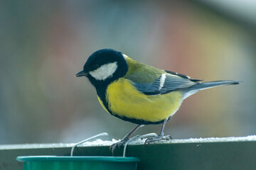 One tit bird next to the feed container