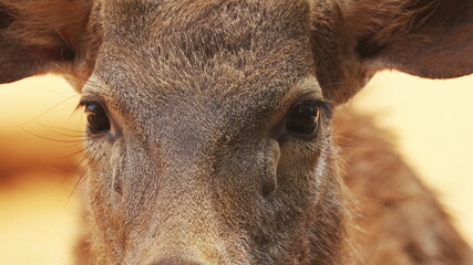 Goa, India. Sambar Or Rusa Unicolor Female. Large Deer Native To The Indian Subcontinent, South China, And Southeast Asia. Set,