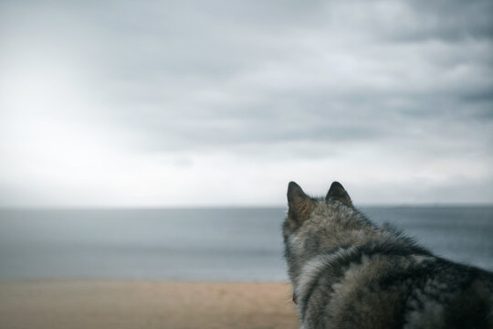 Happy malamute is sitting by the sea.