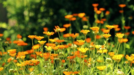 4K Orange Flower Of Calendula Officinalis. Medicinal Plant