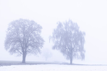 bäume im winter am strassenrand