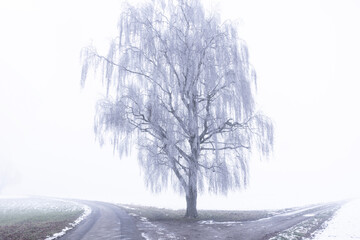 birkenbaum im winte rbei nebel