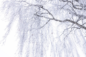 birkenast im winter mit reif