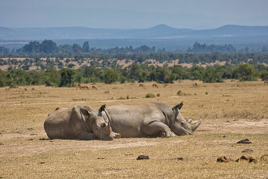 Two southern white rhinos, Ceratotherium simum simum, lying on the ground in Ol Pejeta Conservancy in Kenya.