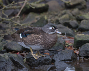 Female Wood duck or Carolina duck on the edge of the pond.