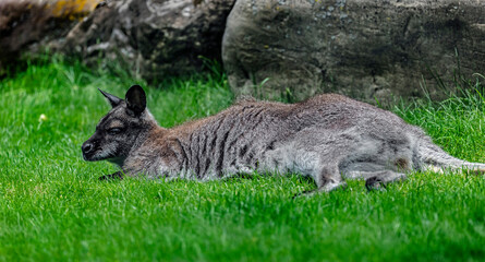 Bennett`s wallaby on the lawn. Latin name - Macropus rufogriseus	
