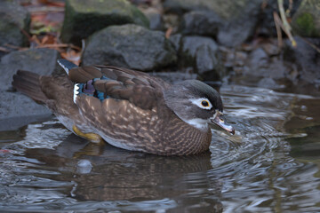 Female Wood duck or Carolina duck on the edge of the pond.