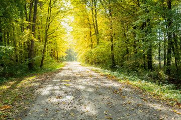 The road through the forest and sunlit trees