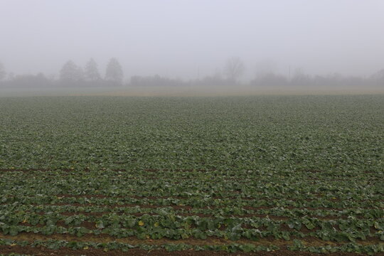 landwirtschaft im hebst