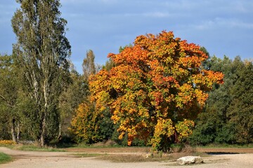 Naklejka premium Arbre et couleurs d'automne.
