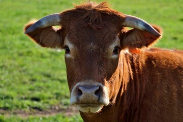 Fototapeta premium Portrait d' une vache dans un champ.