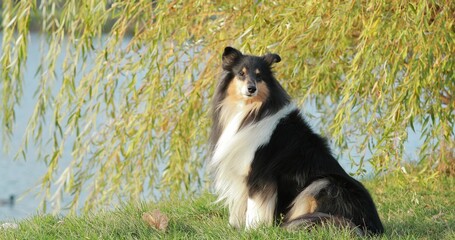 Tricolor Rough Collie, Funny Scottish Collie, Long-haired Collie, English Collie, Lassie Dog Posing...