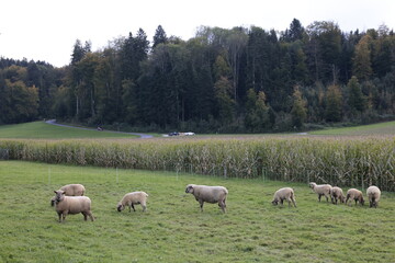 Fototapeta premium schafweide kirchberg