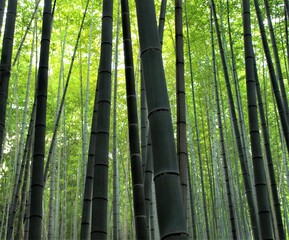 京都の嵐山の竹林、日本の風景、京都の竹林