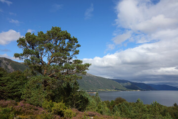 Norwegen - Sognefjord bei Nordrevik und Vadheim / Norway - Sognefjorden near Nordrevik and Vadheim /
