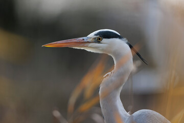 Grey Heron Ardea cinerea perching or flying