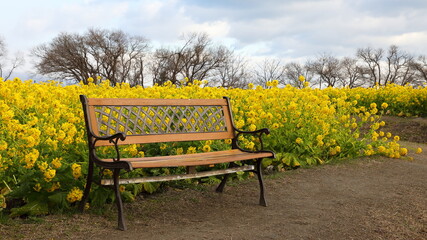 ベンチとお花畑
