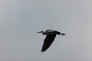 Grey Heron Ardea cinerea perching or flying