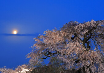 夜桜