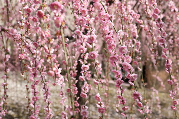 枝垂れ桜