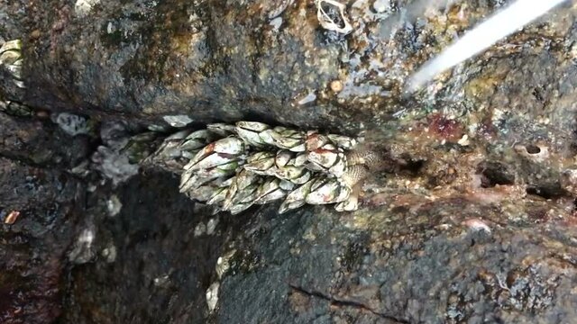 Picking Gooseneck Barnacles on beach rock