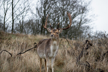 Close up of a male deer with antlers in Zandvoort at the Amsterdamse waterleidingduinen