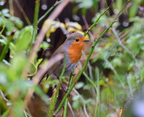 Robin bird in rain