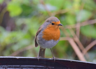 Robin bird in rain
