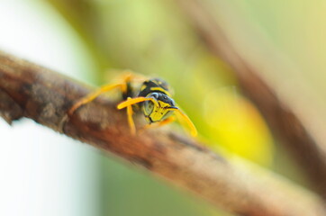 A wasp perched on a branch on isolated black background
