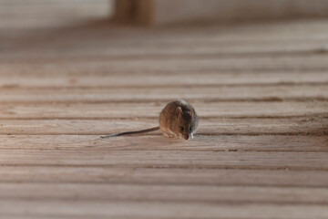 Common mouse Mus musculus on wooden planks