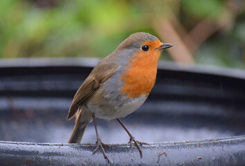 Robin bird in rain