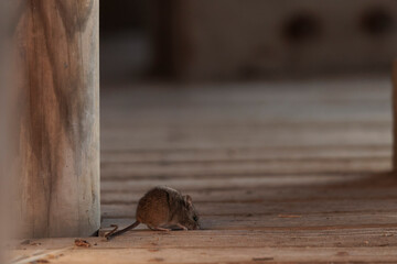 Obraz premium Common mouse Mus musculus on wooden planks