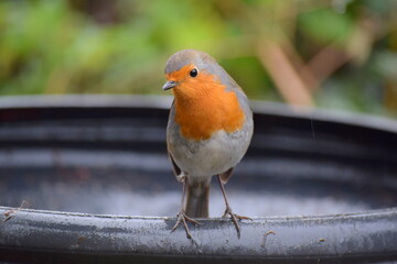 Robin bird in rain